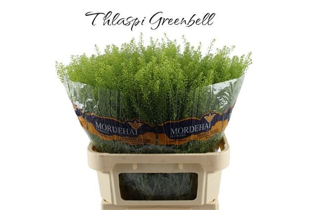 Тласпи Грин Бэлл 80 (зел.), шт.