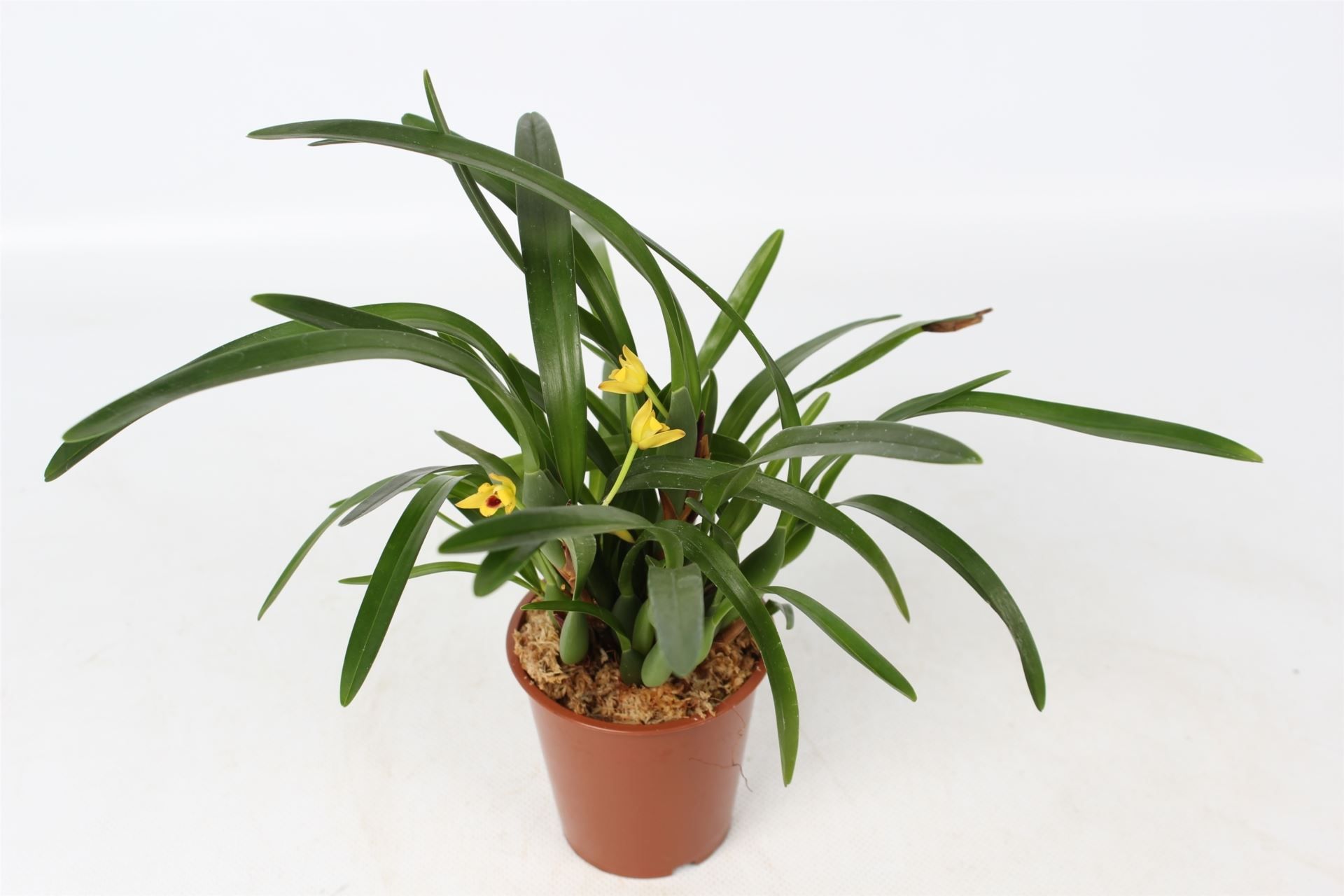 Maxillaria p09, D 9
