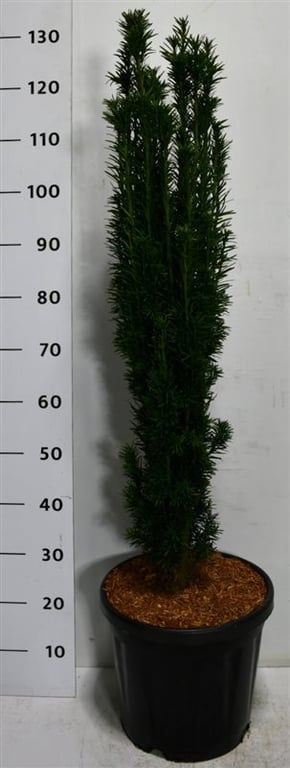 Taxus b. 'Fastigiata Robusta', D 38