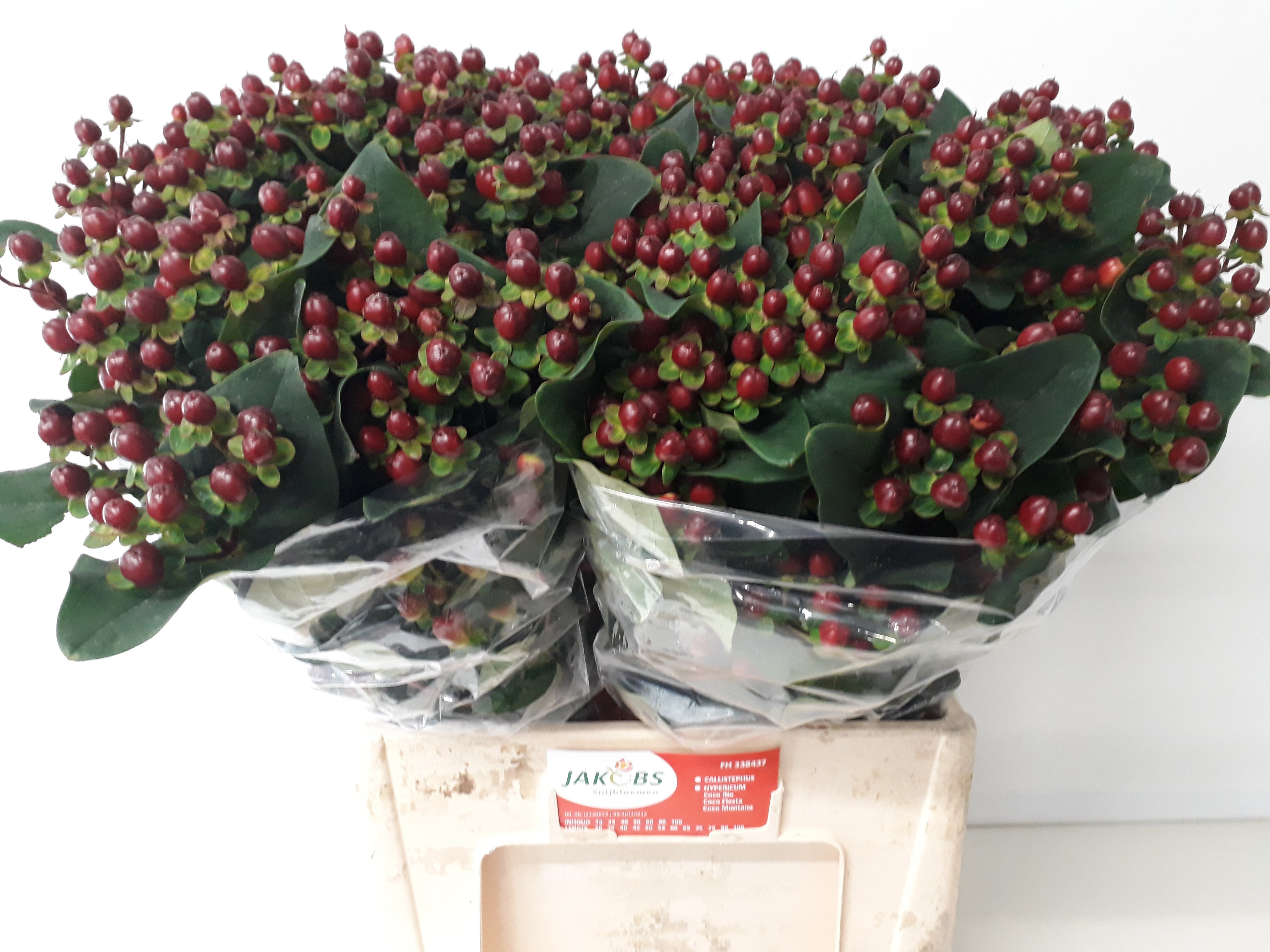 Гипперикум Коко Монтана 65, шт. Гипперикум Коко Монтана 65, шт.