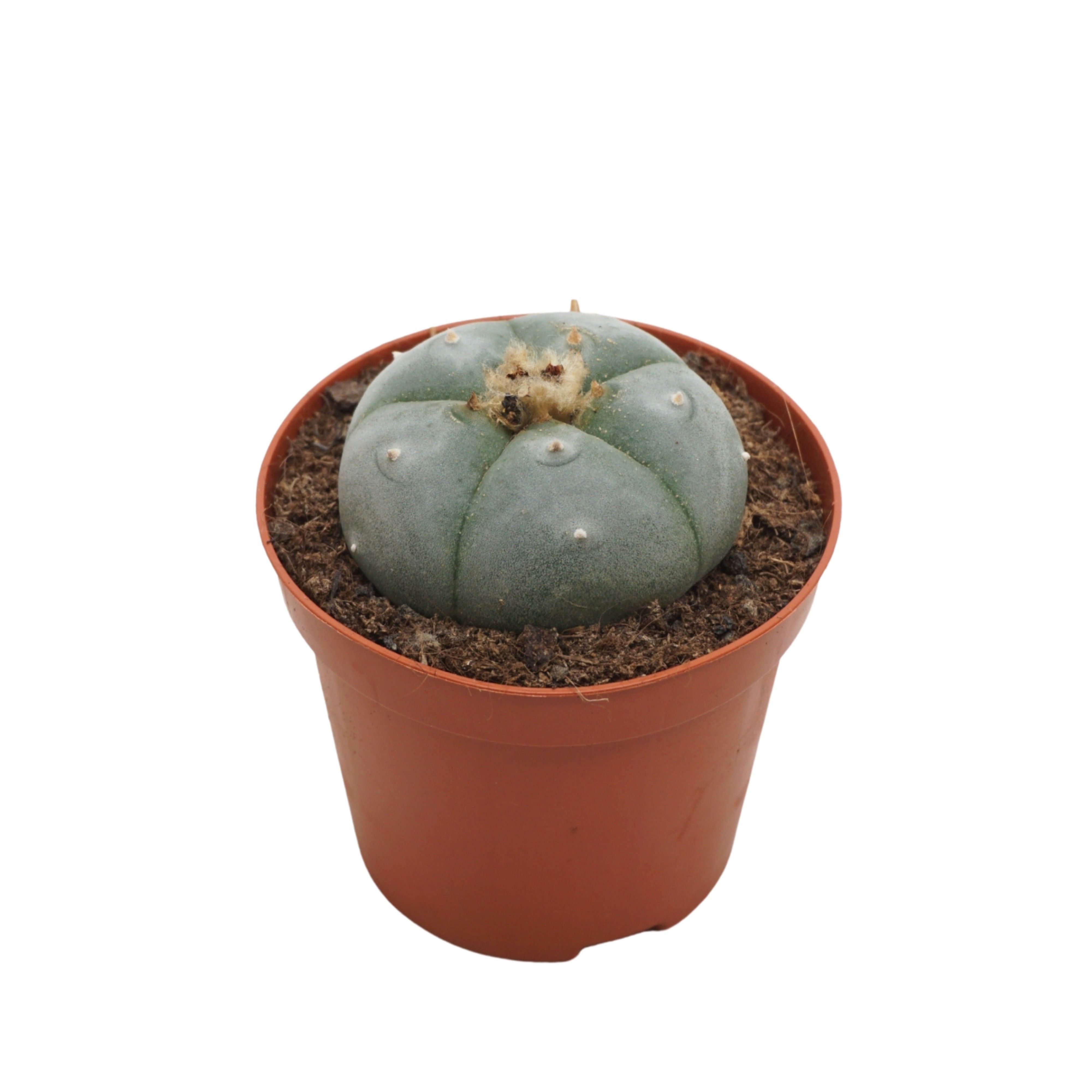 Lophophora williamsii 8,5 cm, D 8,5