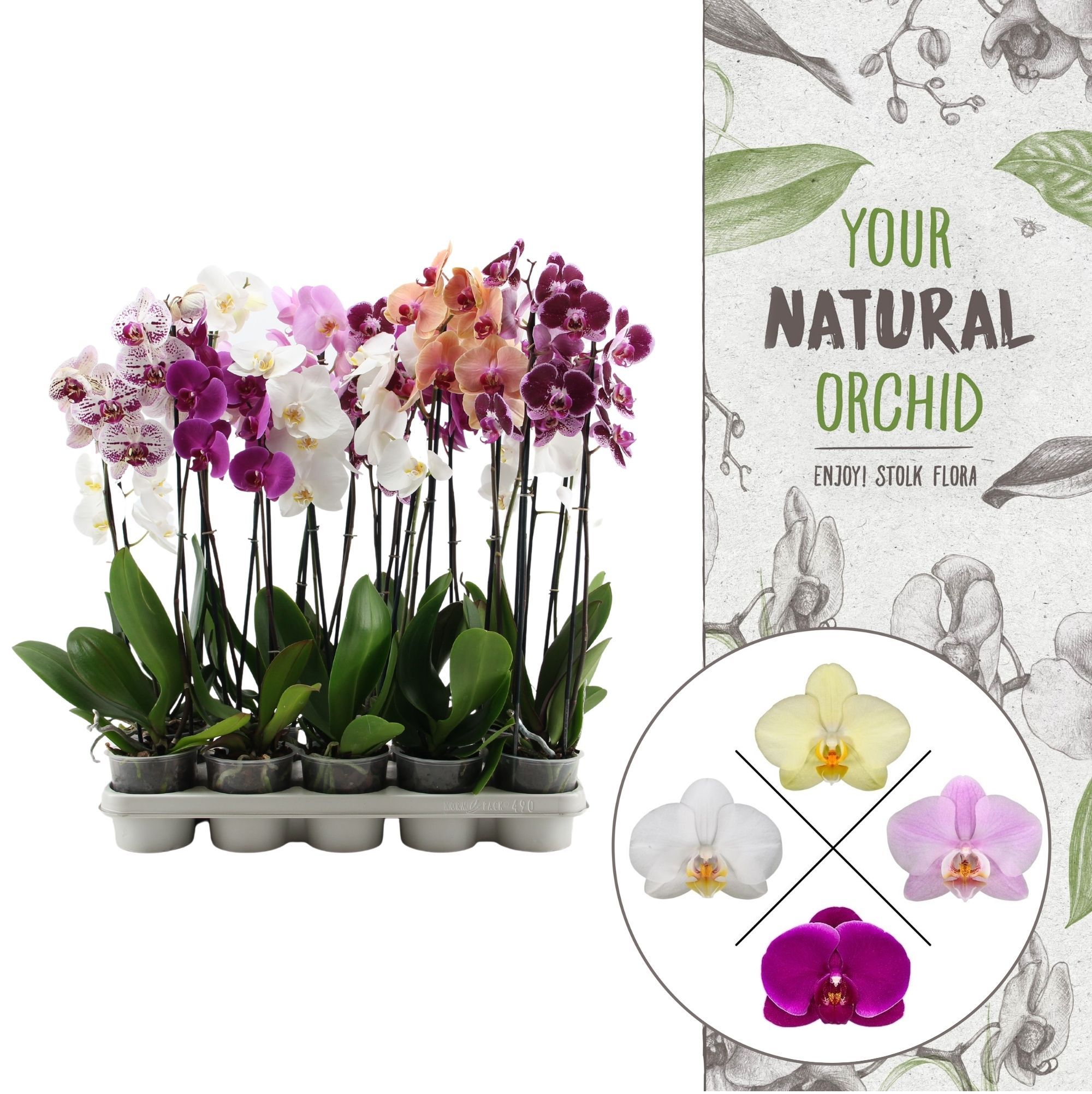 Your Natural Orchid | A2 mix | Phalaenopsis 2 spike, D 12 cm Your Natural Orchid | A2 mix | Phalaenopsis 2 spike, D 12 cm