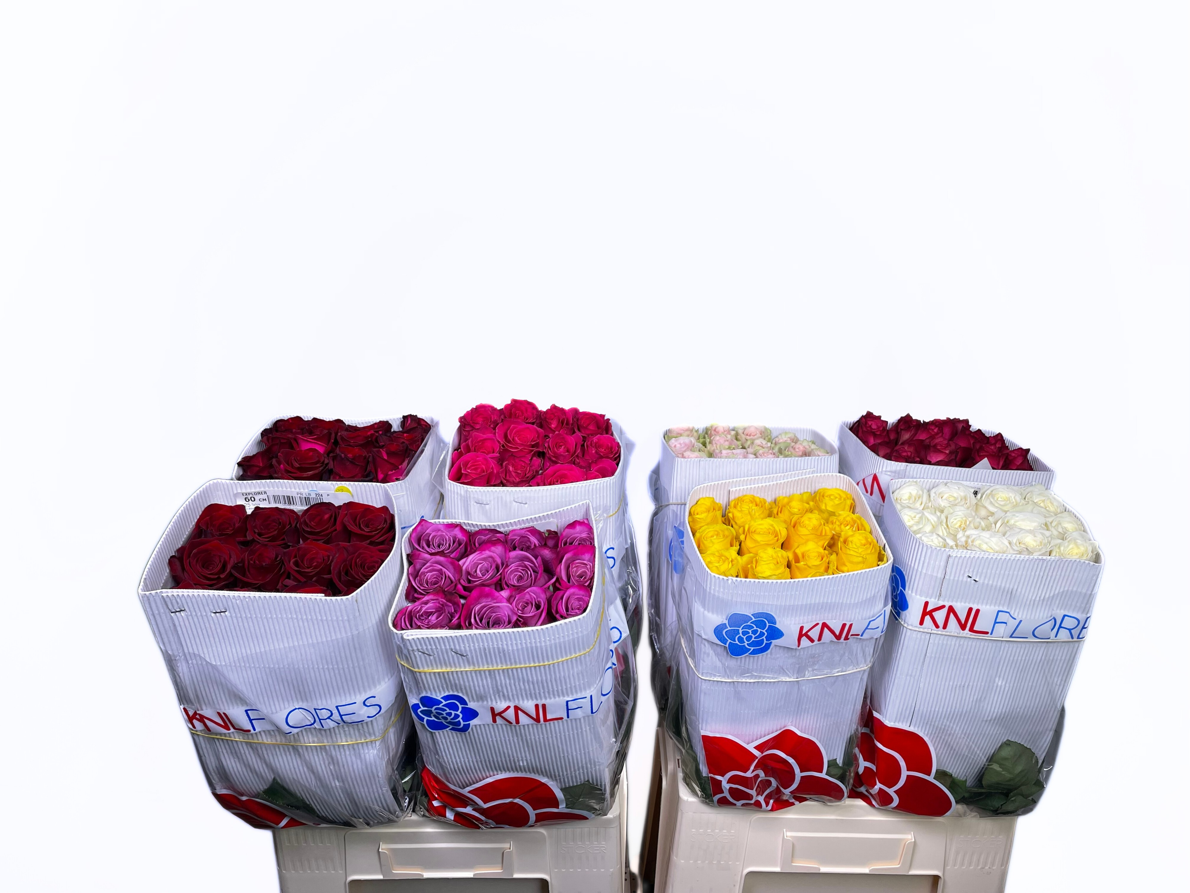 Роза од. Микс в баке 60, шт.