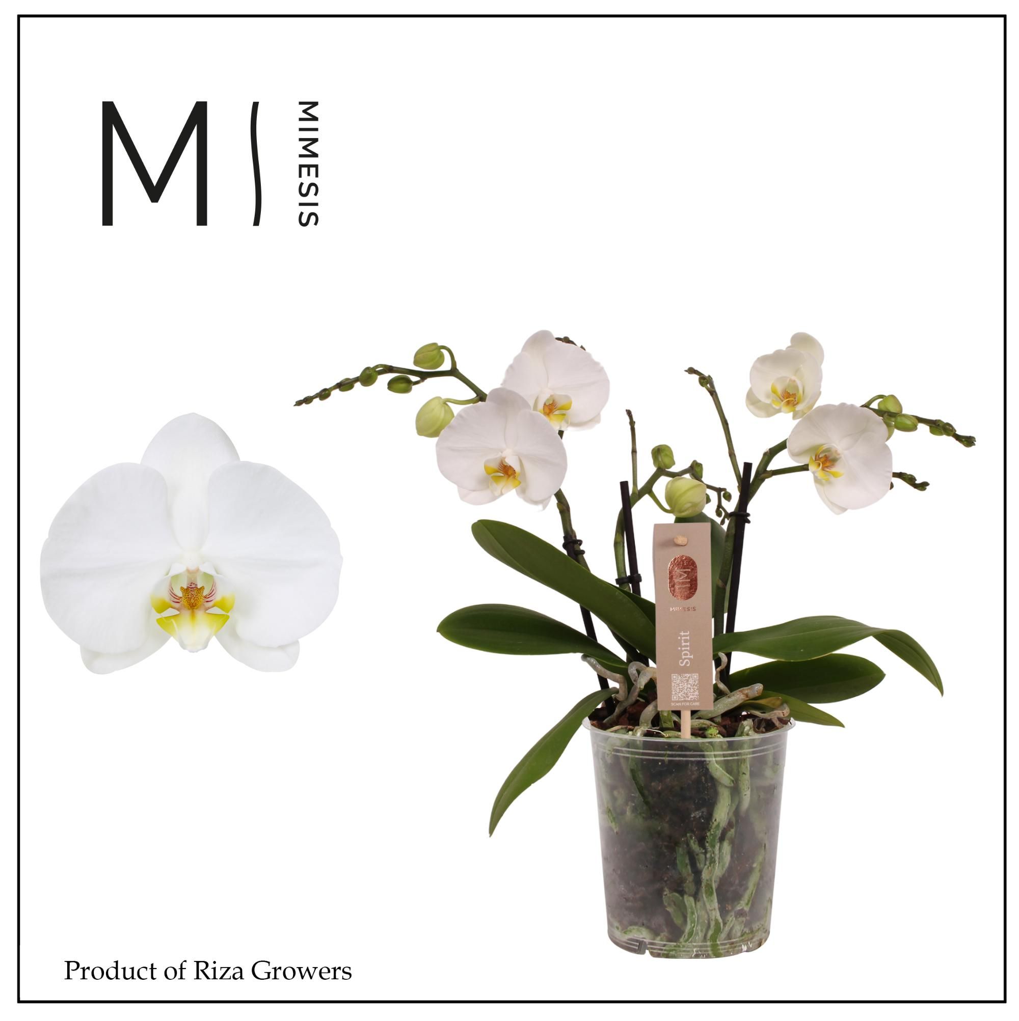 Phalaenopsis Spirit White 3 spike - 12cm | Mimesis, D 12 cm