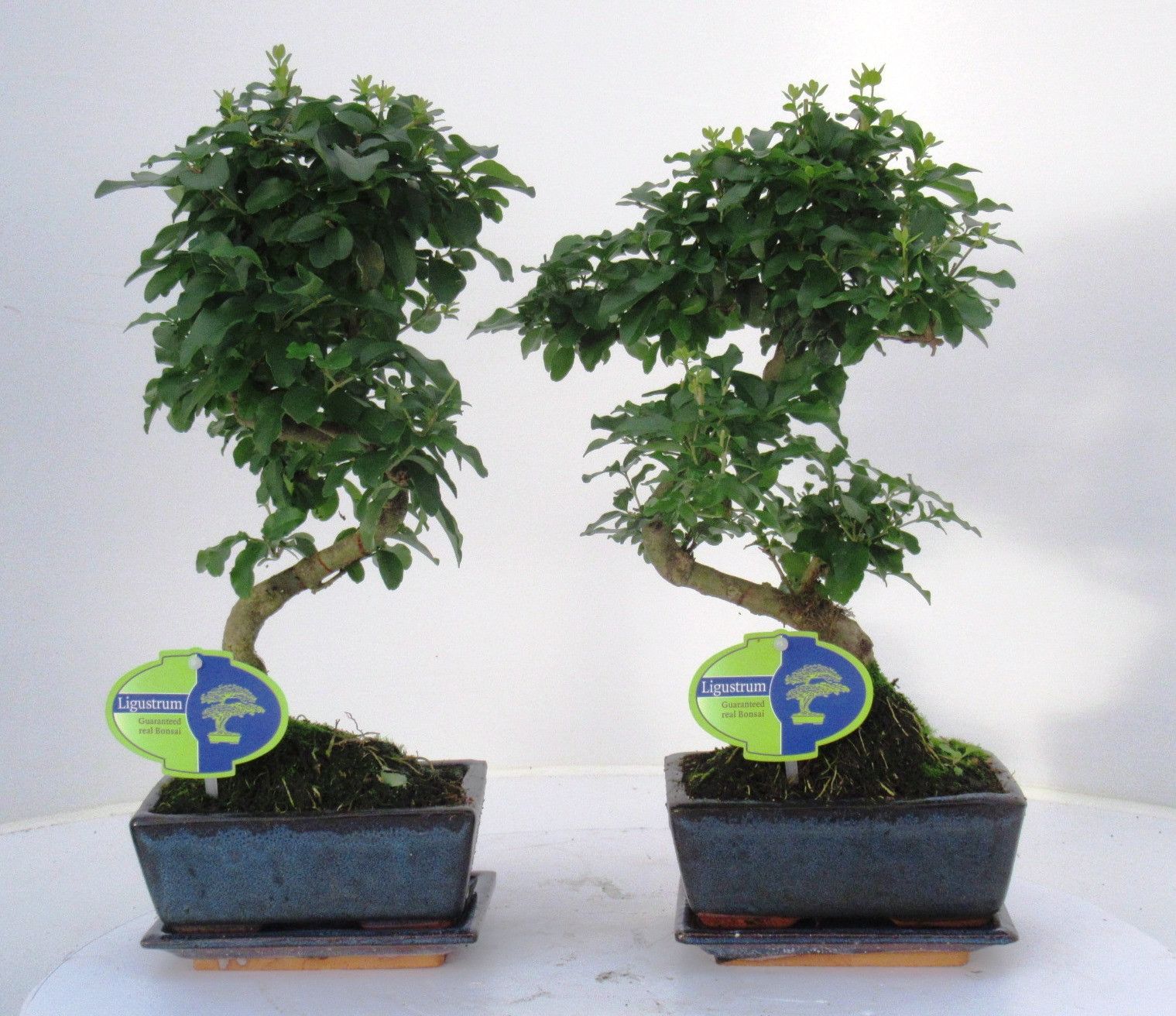 Ligustrum sinensis, 15cm., shape, with drip tray, D 15