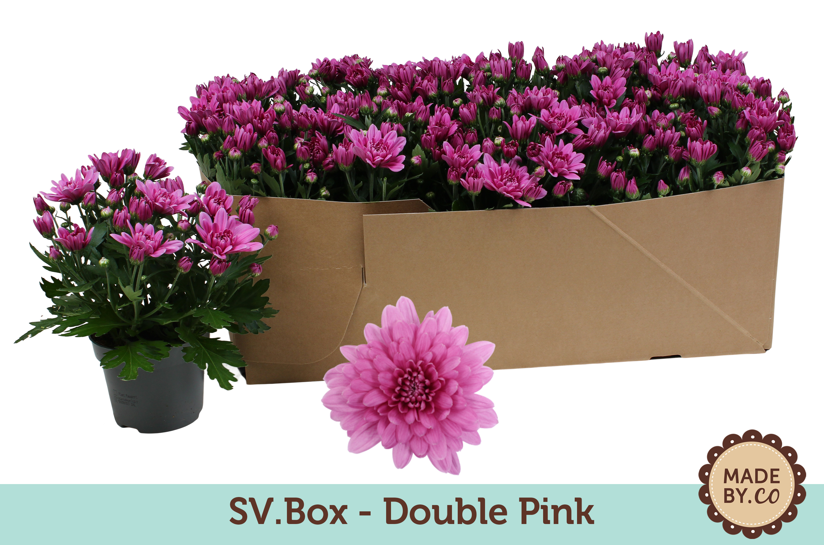 Chrysant Double Pink in SV.Box, D 12