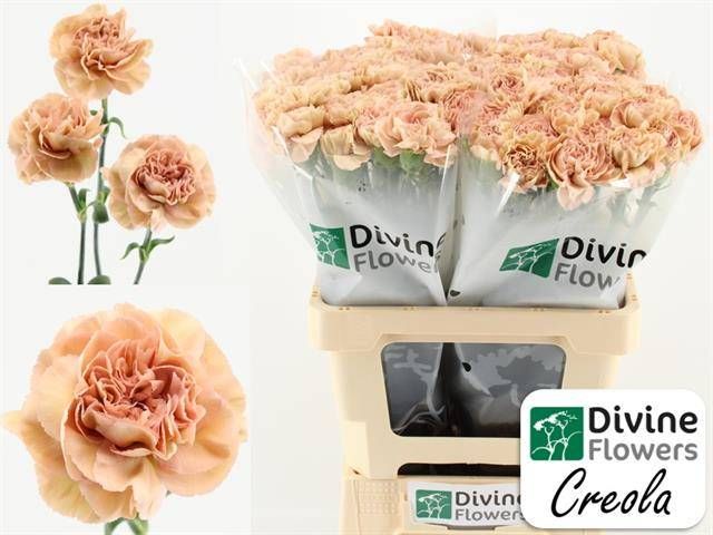 Диантус од. Креола, шт.