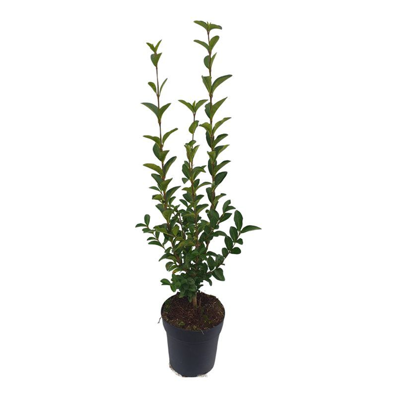 Ligustrum ovalifolium, D 17