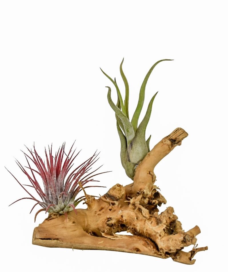 tillandsia hout small, D 10