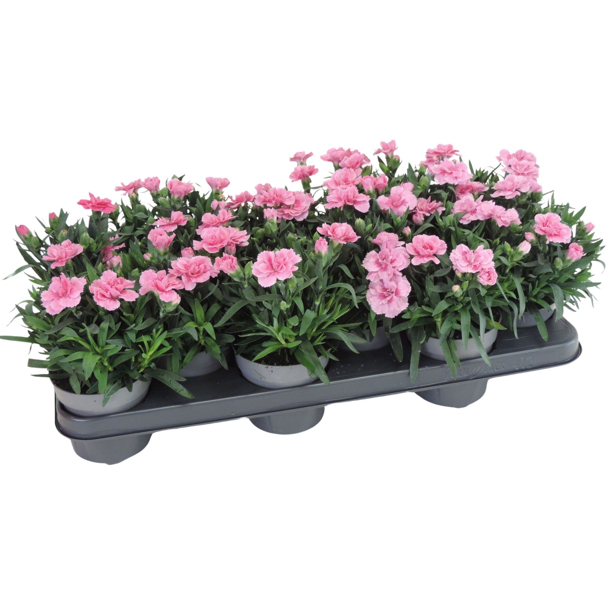 Dianthus I Love U 10.5 cm, D 10,5