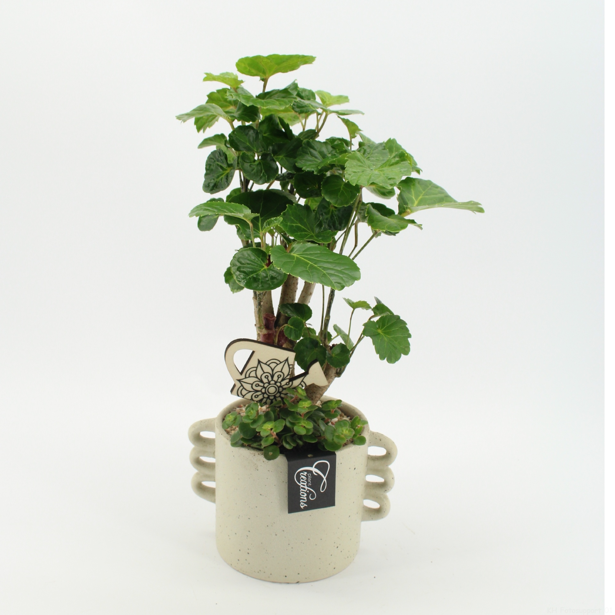 GRCR-2646 Green Essentials, D 18