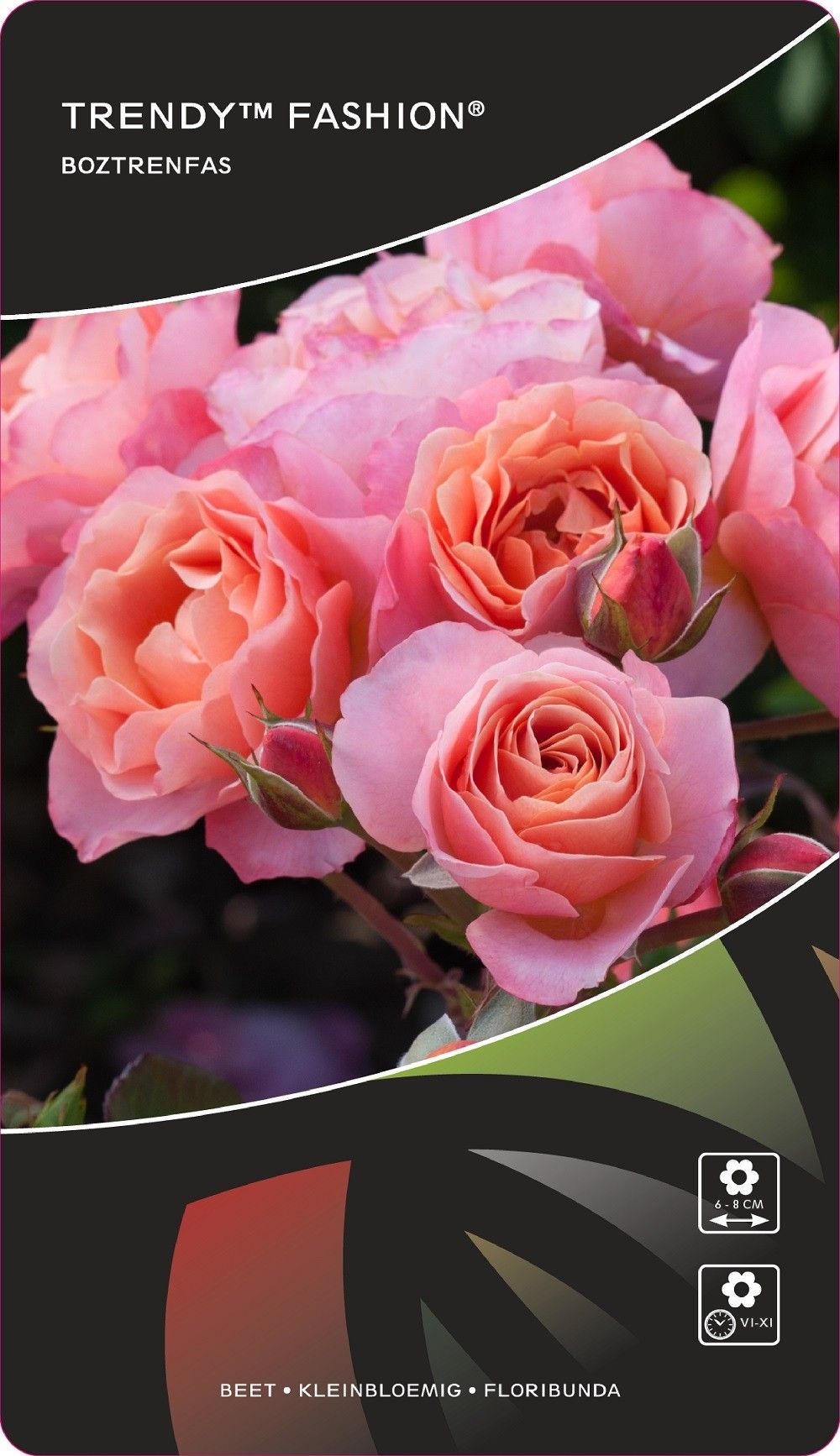 Rosa (F) Trendy™Fashion® Stam 70, D 26