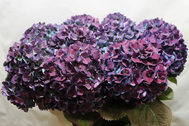 Гортензия Пимпернел Классик 80, шт.