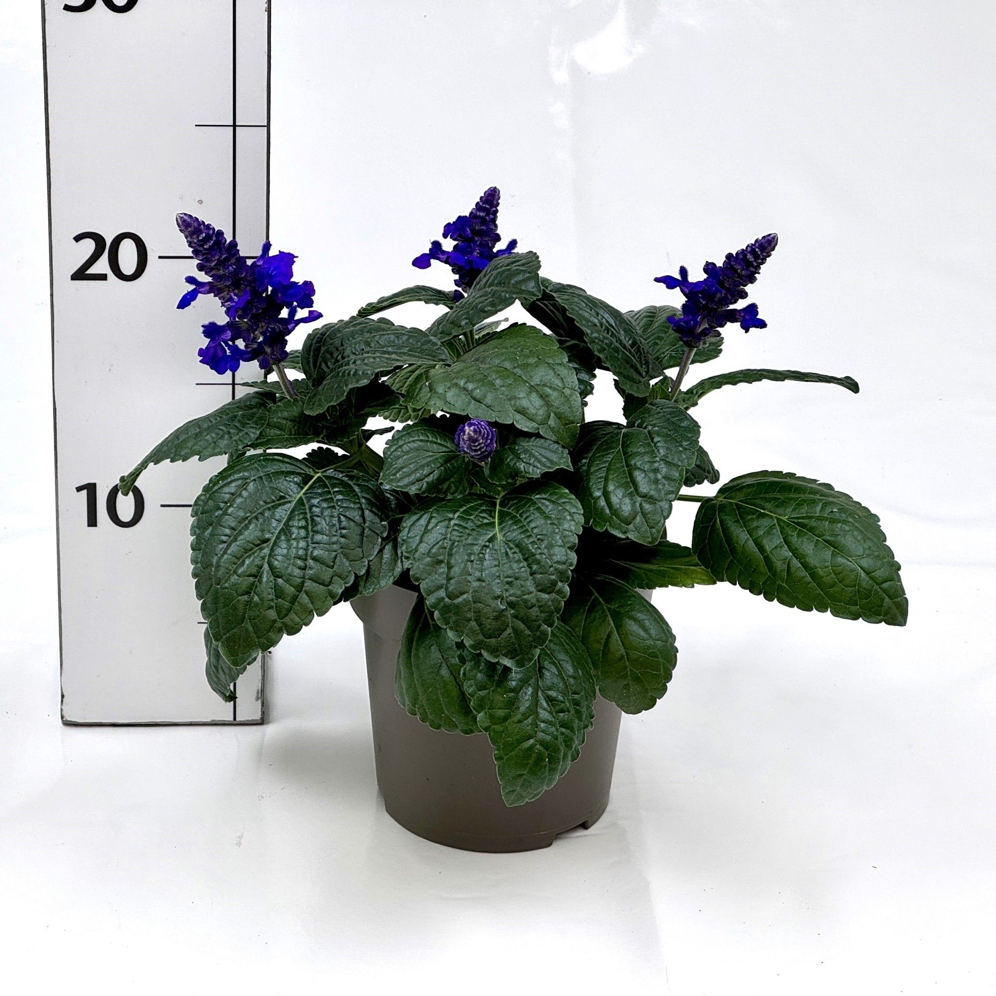 Salvia farinacea, D 12