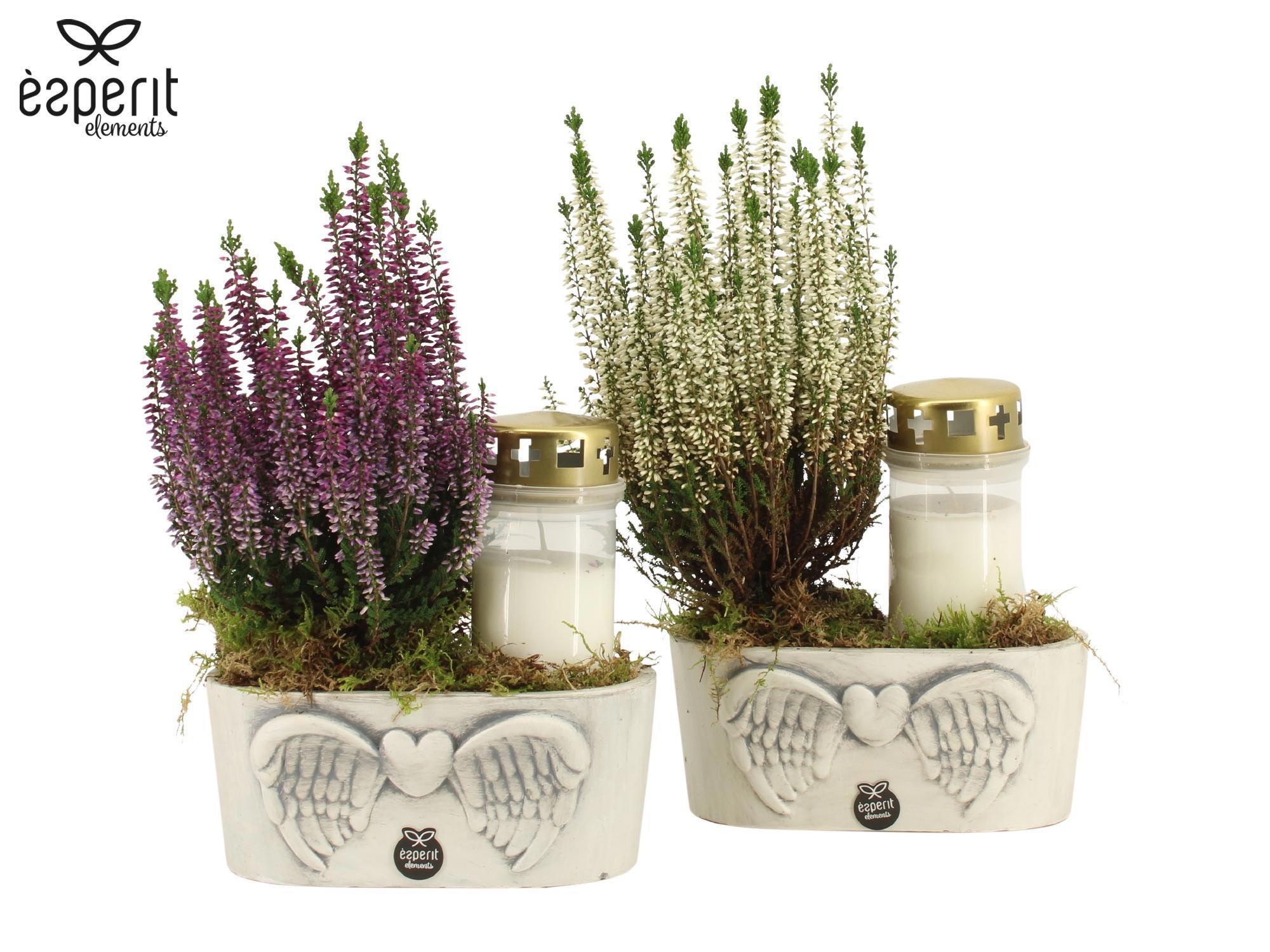 41845: All Saints arrangement, D 19