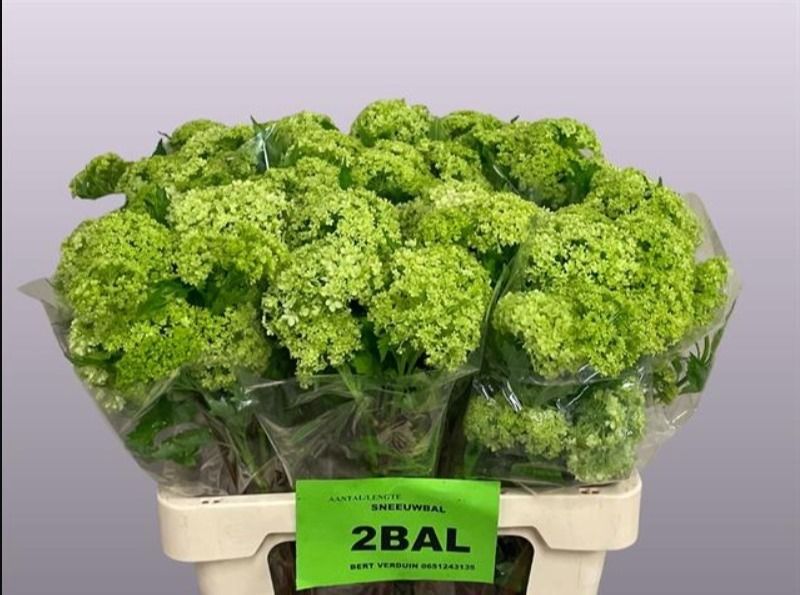 Вибурнум Розеум 60 (зел.), шт.