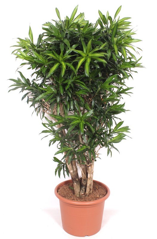 Dracaena Song of Jamaica, D 45