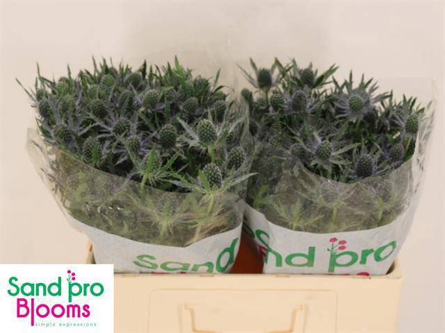 Эрингиум Блю Лагун 50 (син.), шт.