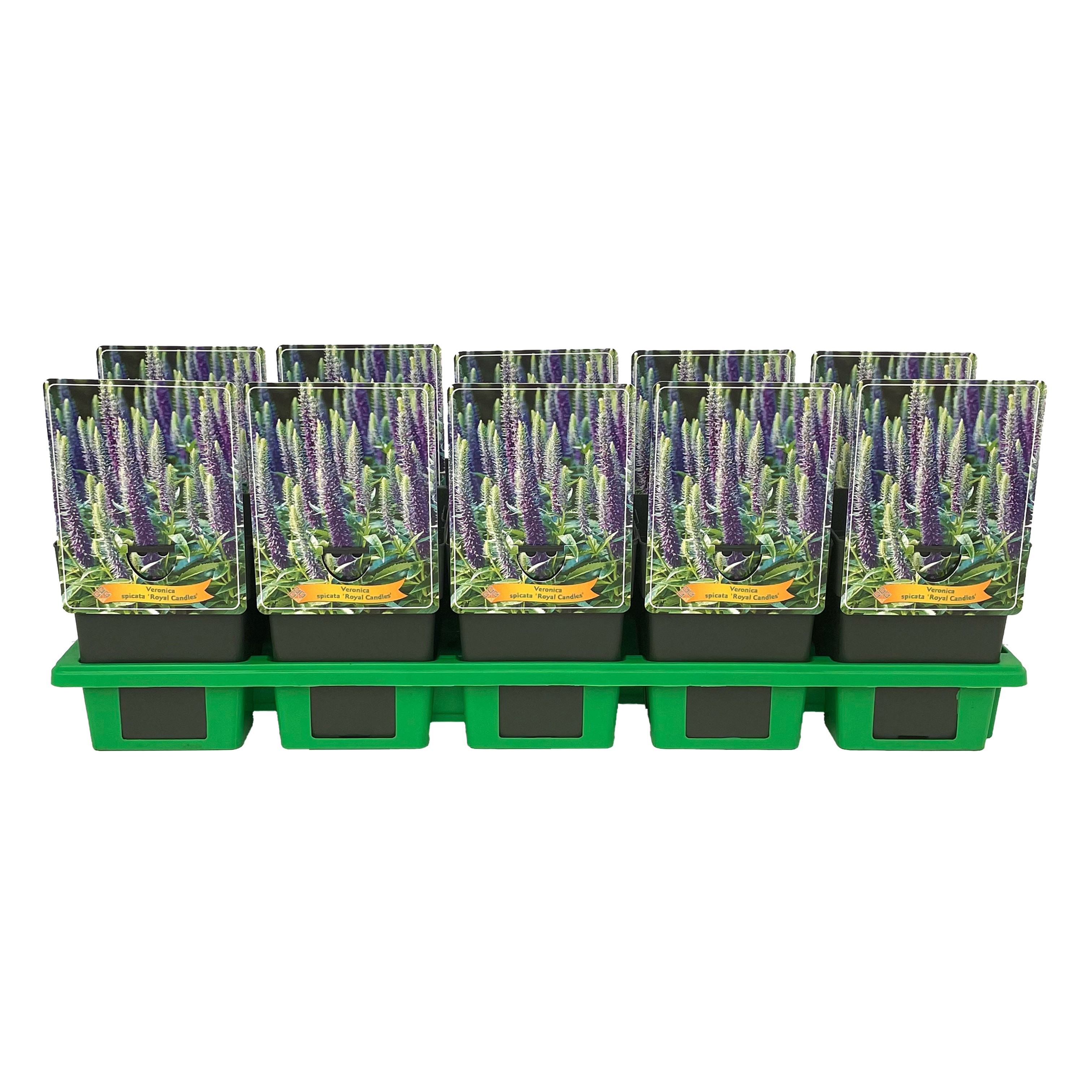 Veronica spicata 'Royal Candles' P11, D 11