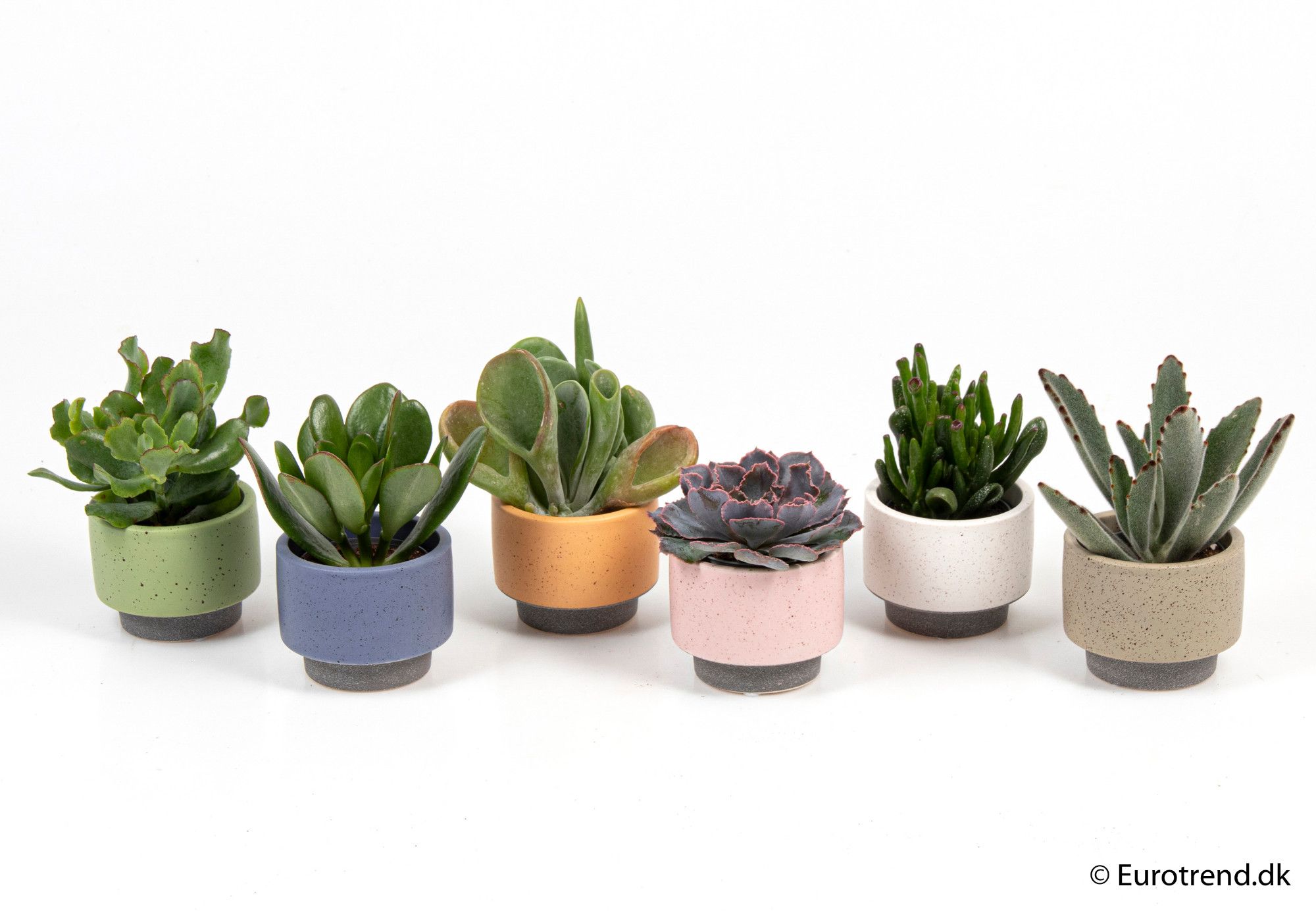 Succulent mix in ceramic - New Look 2025, D 6