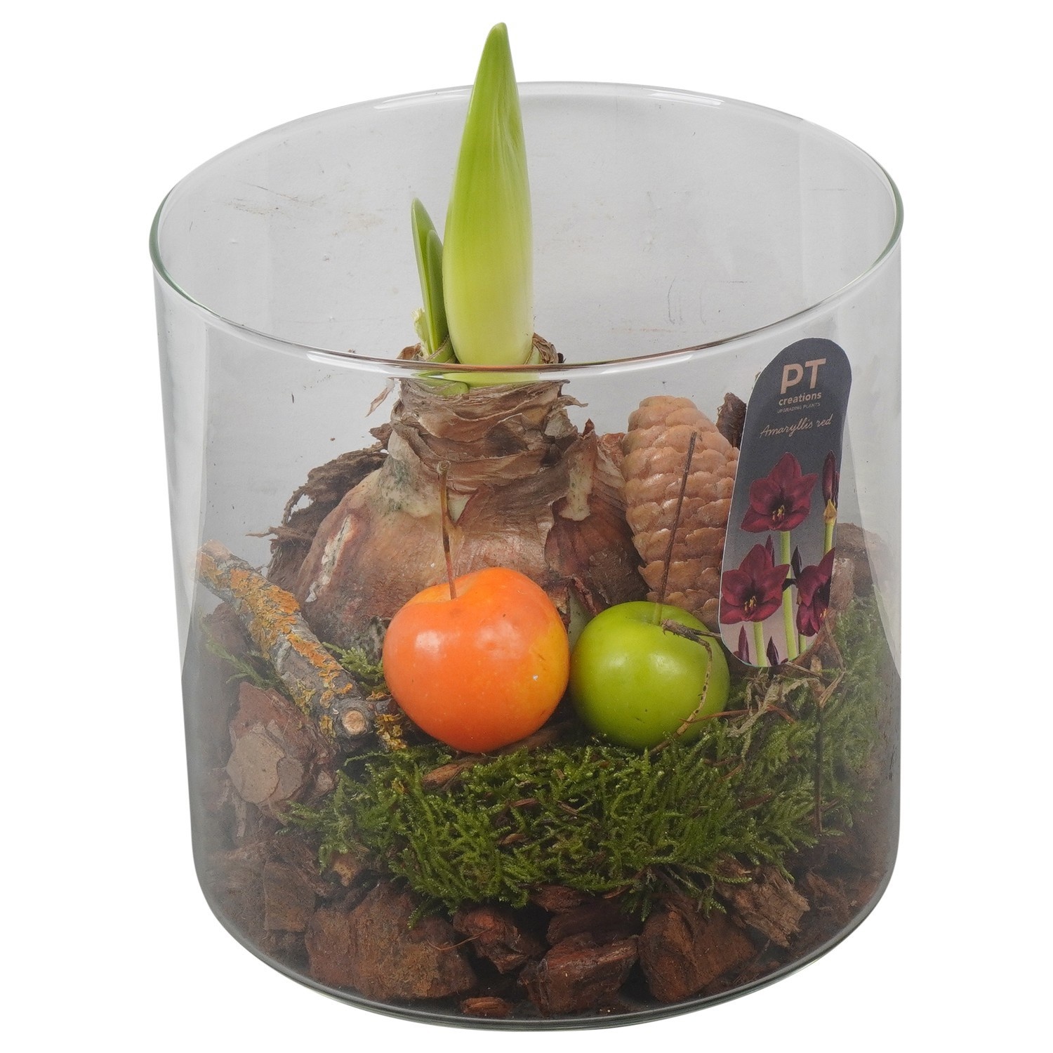PTAA8808 Arrangement Amaryllis in glazen cylinder, D 15