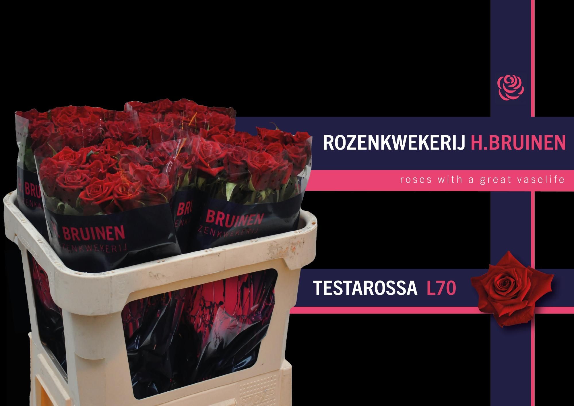 Роза од. Тестаросса 70, шт.