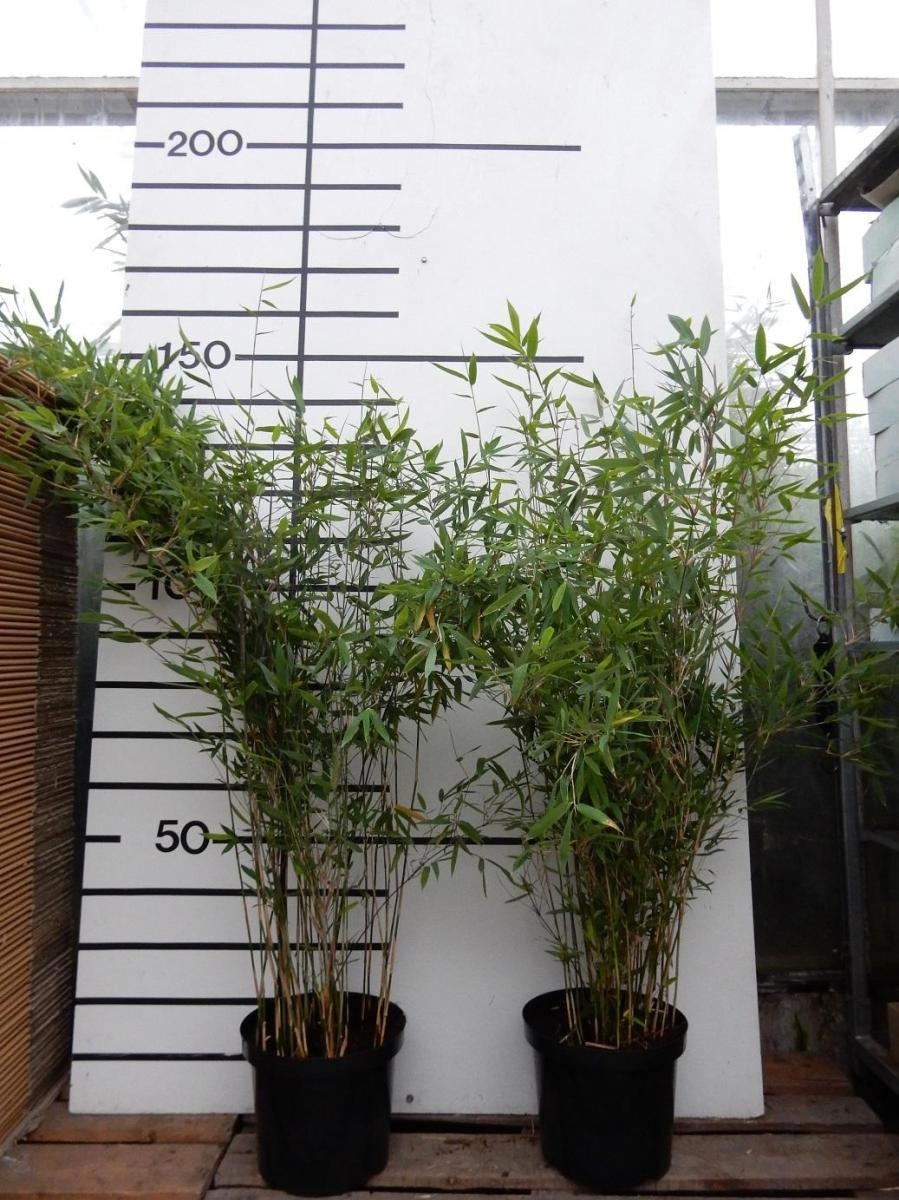 Fargesia 'Winter Joy', D 29