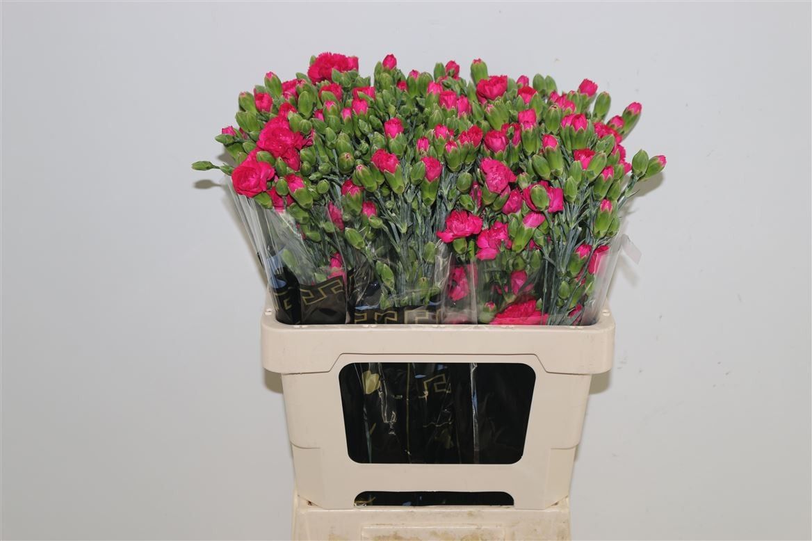 Диантус куст. Пикассо, шт.