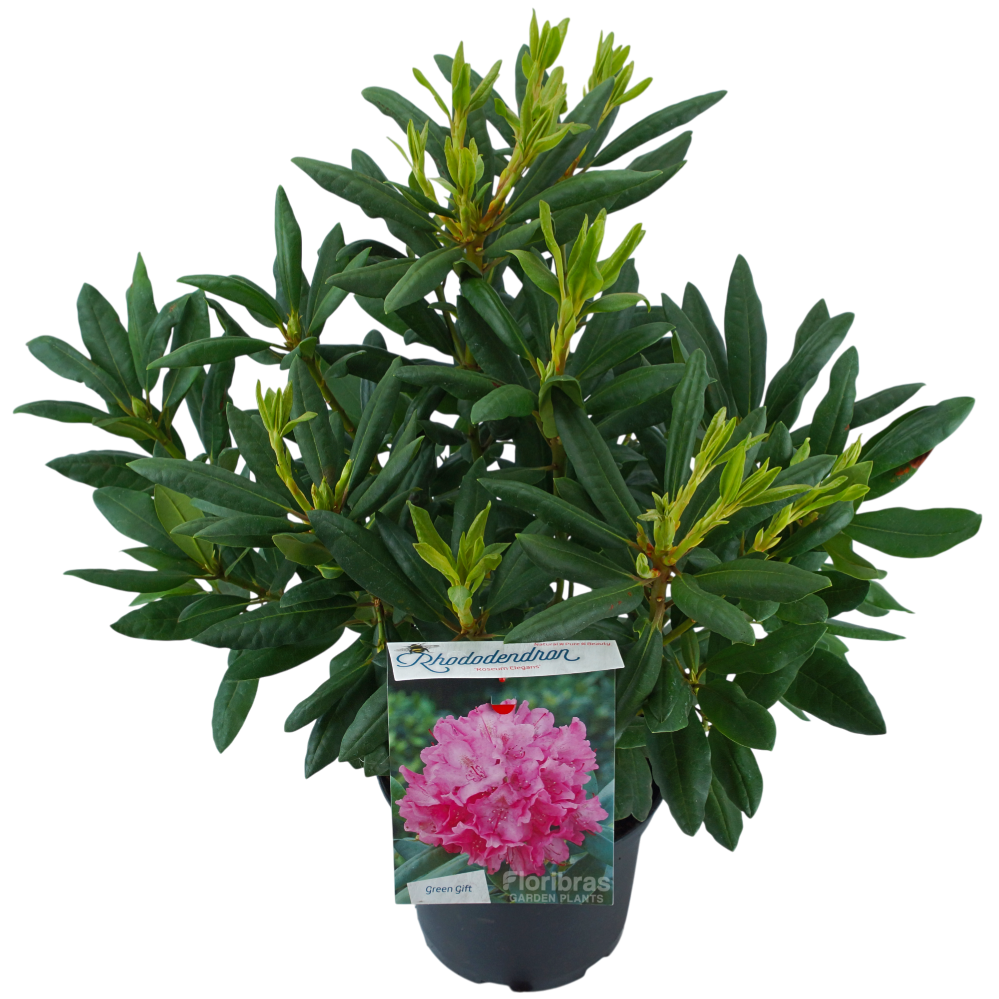 Rhodo. 'Roseum Elegans' pink, D 23