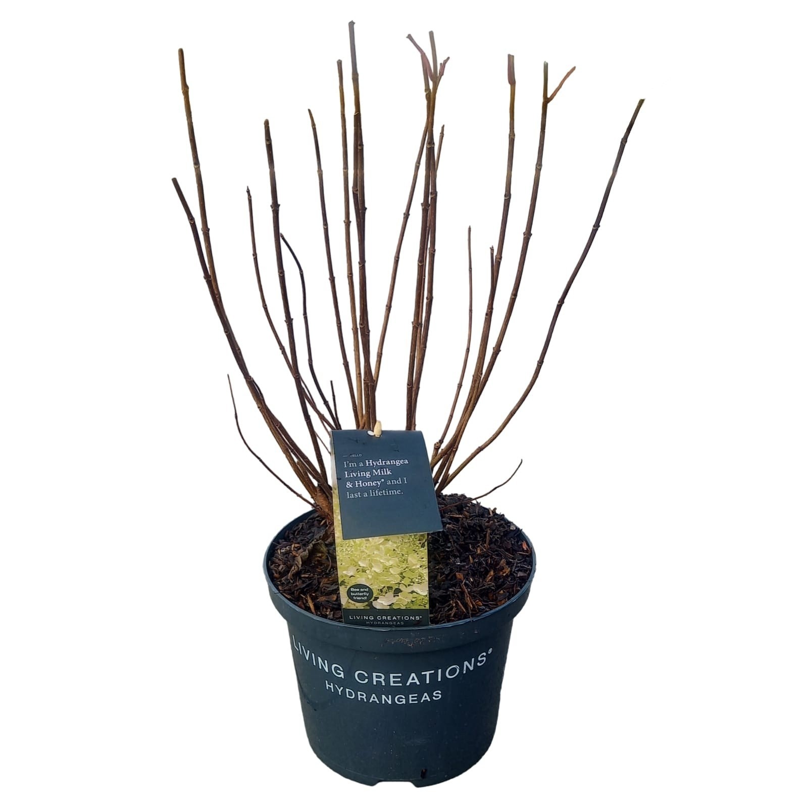 Hydrangea pan. 'Living Milk & Honey'®, D 23