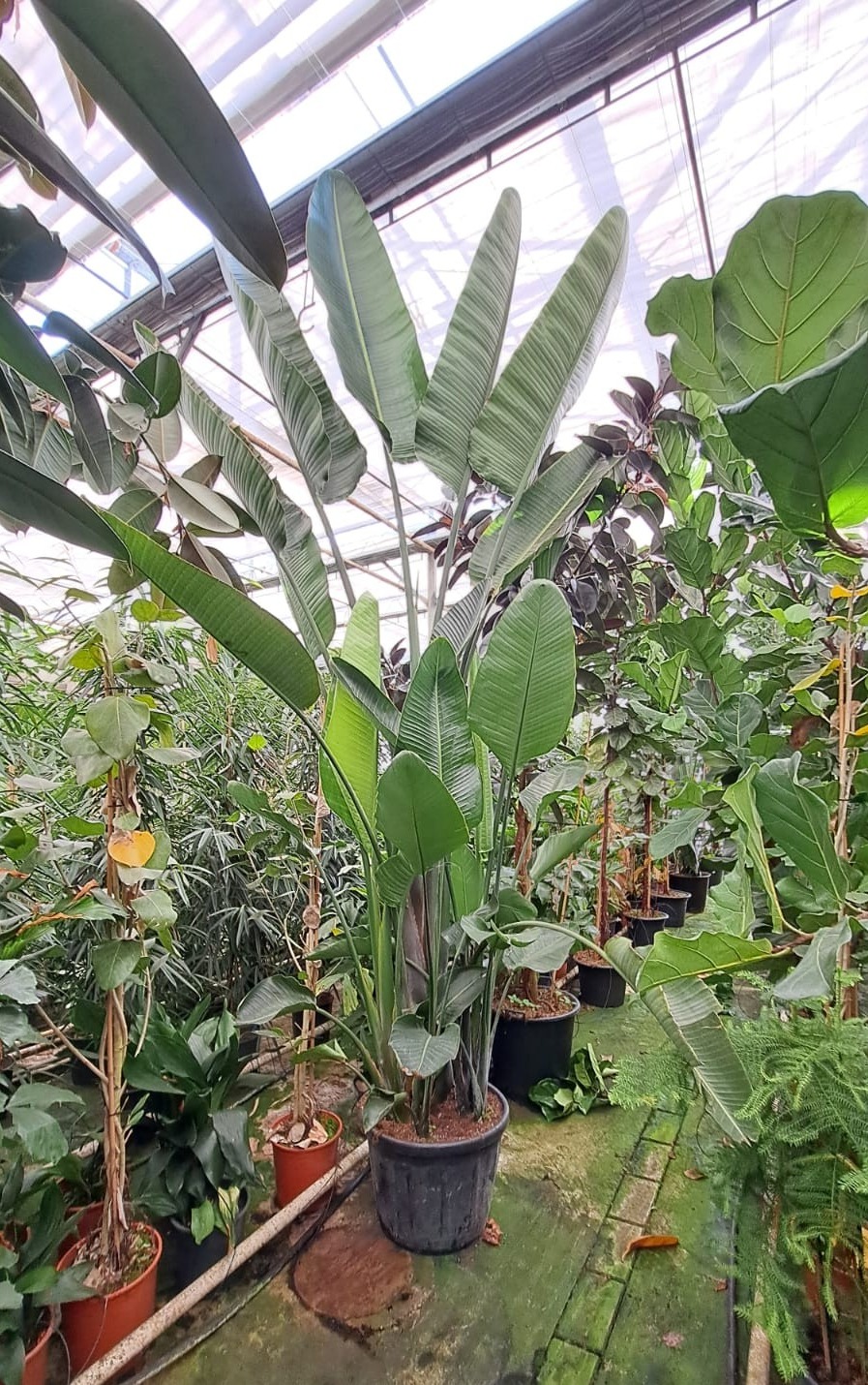 Strelitzia Nicolai bush XXL, D 65