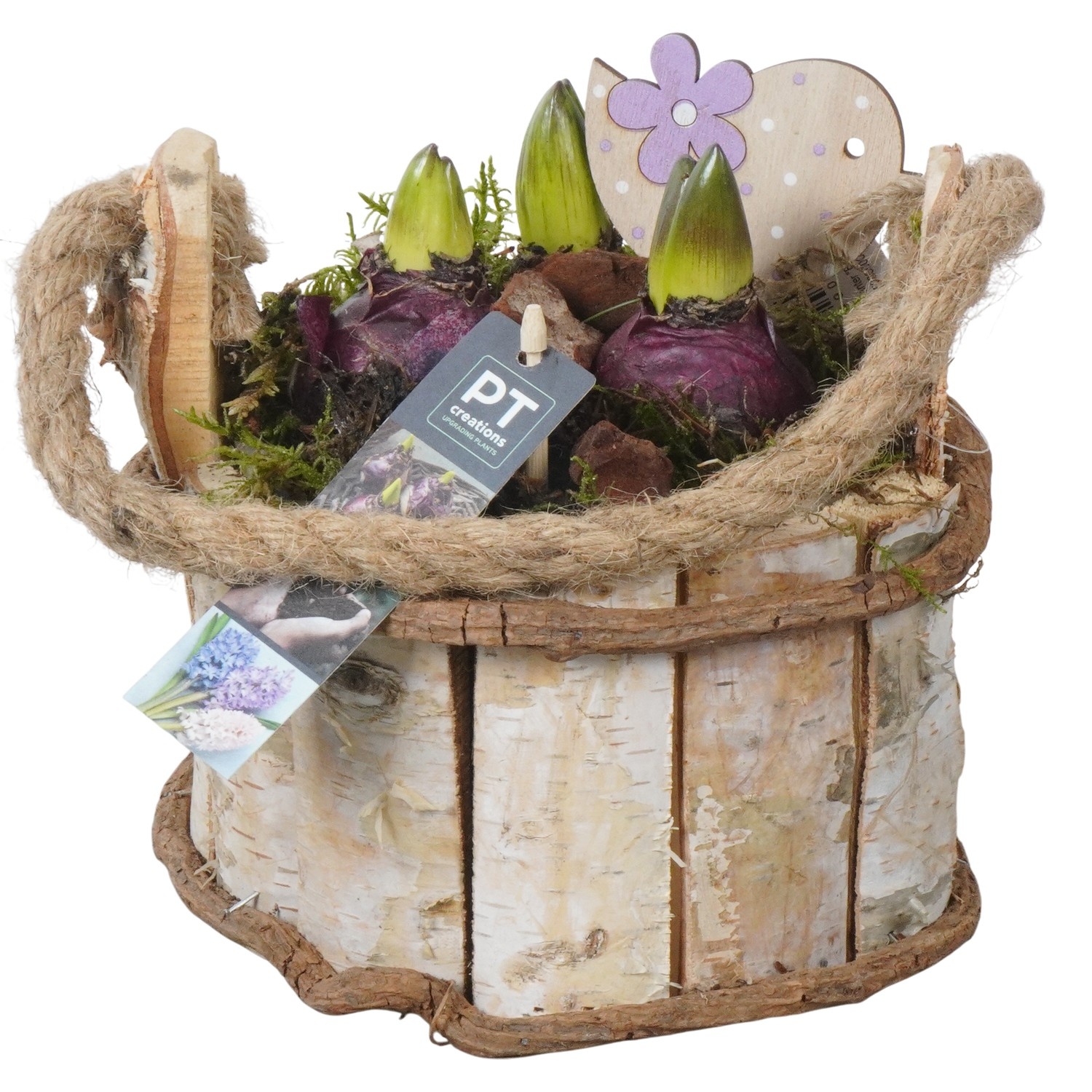 PTHC9182 Arrangement Hyacints in hout pot, D 18