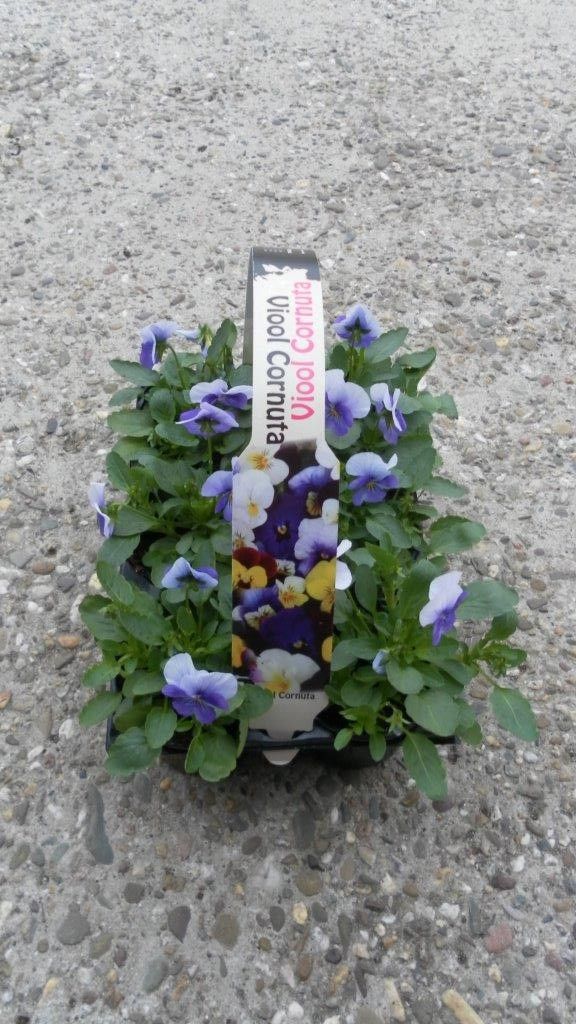 Viola Cornuta mixkar in sixpack, D 9