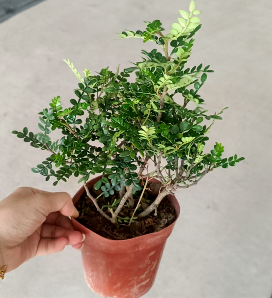 Пистачио Фрагрант вуд 12 20