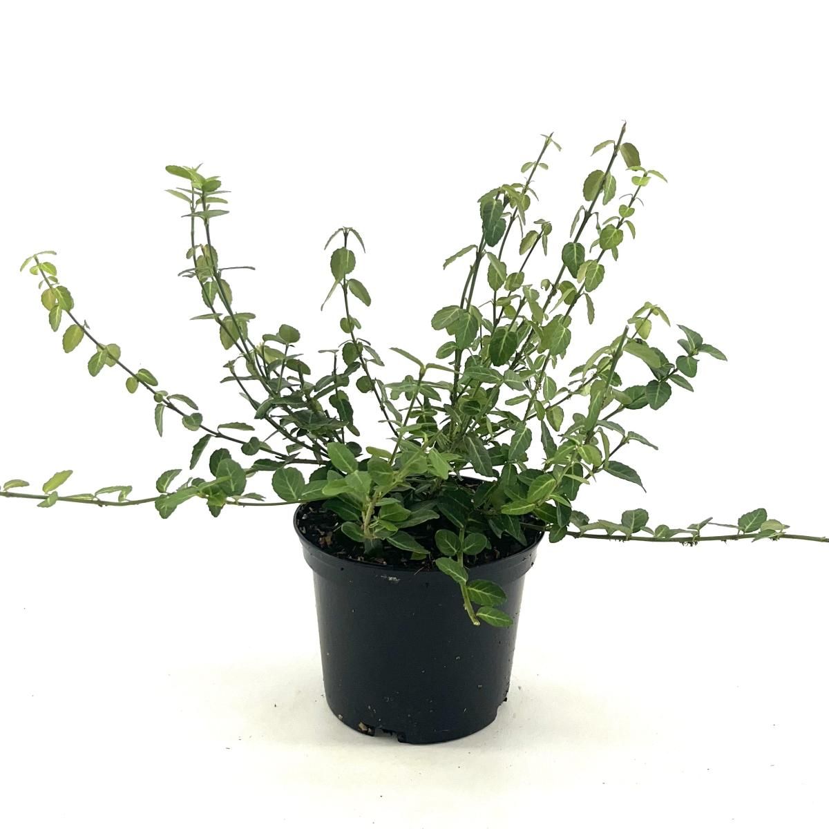 Euonymus fortunei, D 18