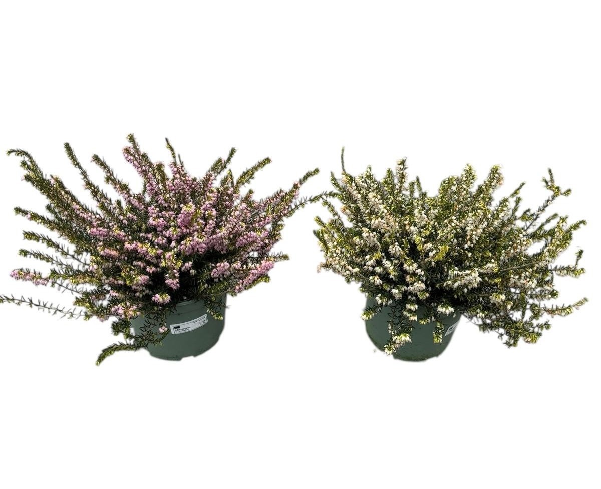 Erica Darleyensis in soorten, D 17