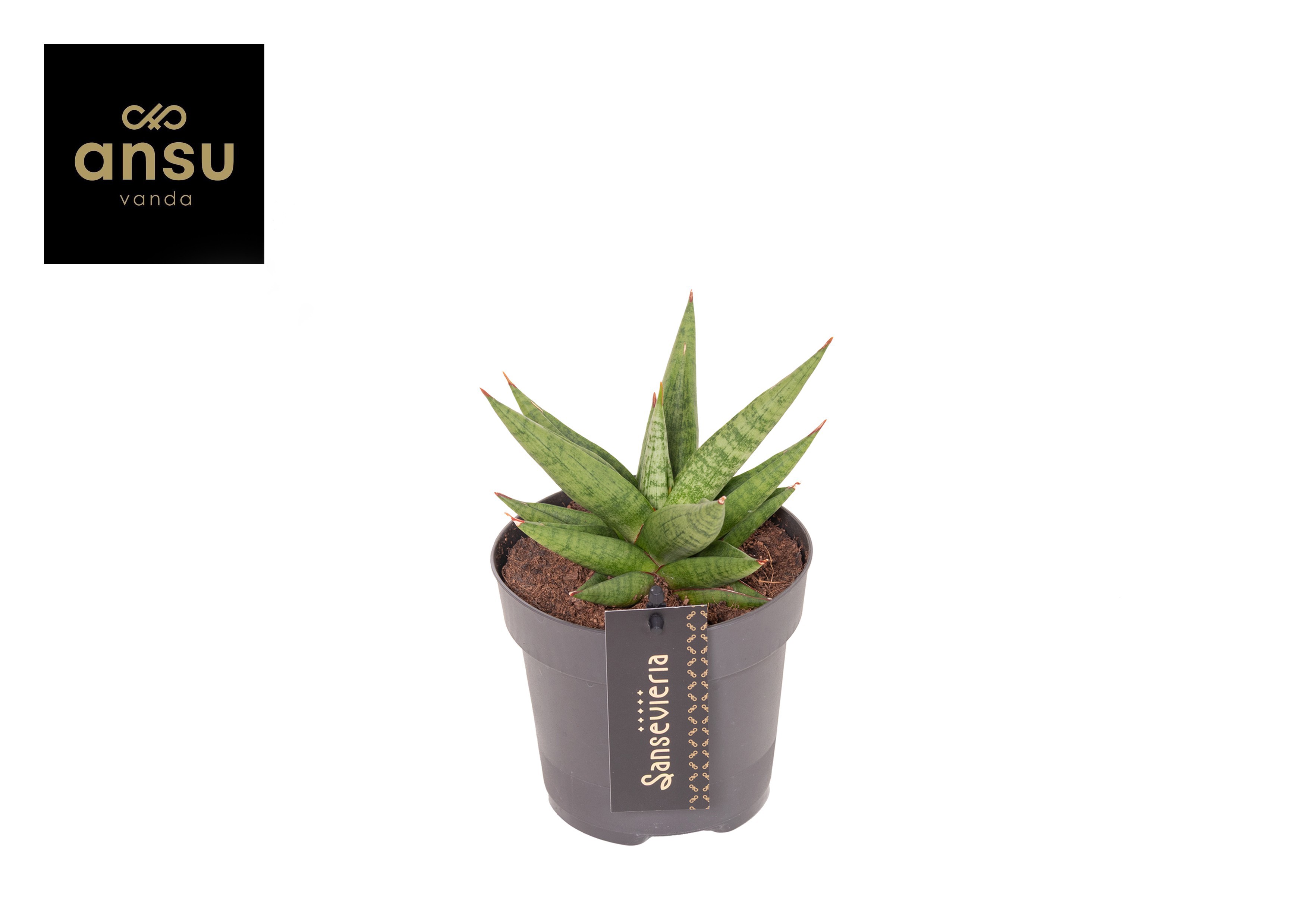 Sansevieria Comet Canoe No. 1, D 12 cm Sansevieria Comet Canoe No. 1, D 12 cm