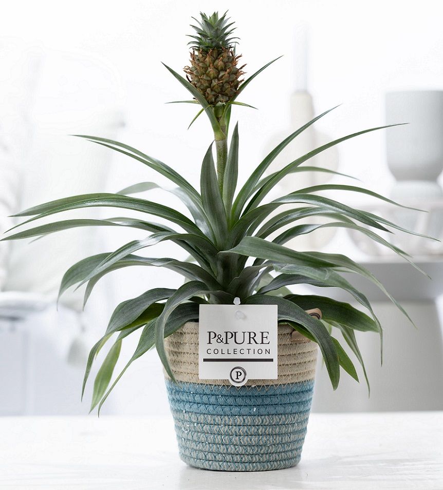 Ananas Rosita in P&PURE Fashionpot Valerie, D 12