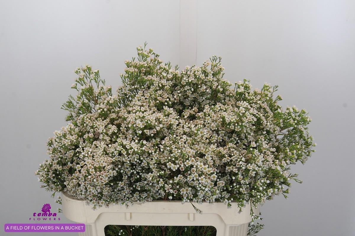 Шамелациум Перл Баттонс 70, шт.