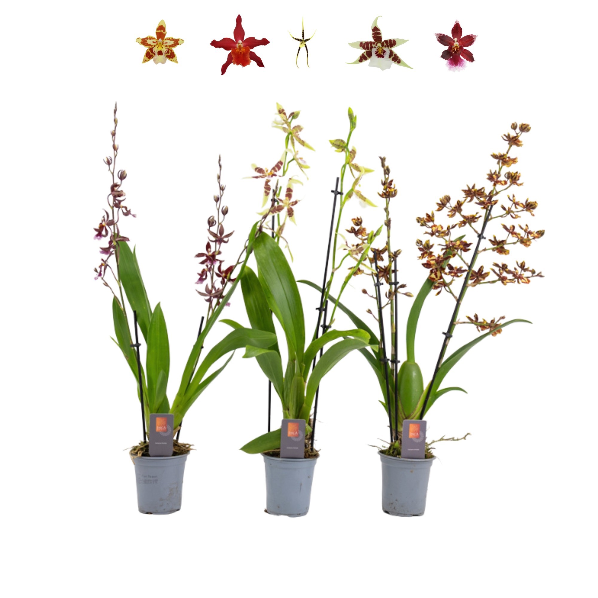 Inca Orchid mix 3+ spike XL 9cm, D 9