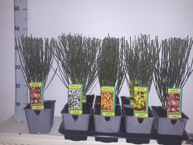 deen Cytisus mix tray, D 13