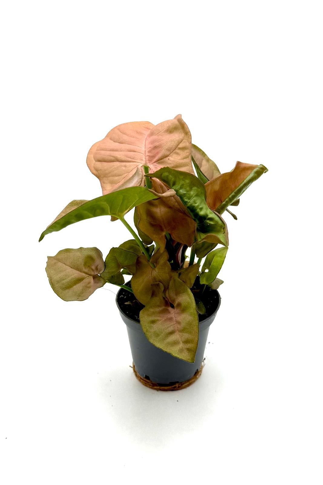 Syngonium Neon 7 cm., D 7 cm