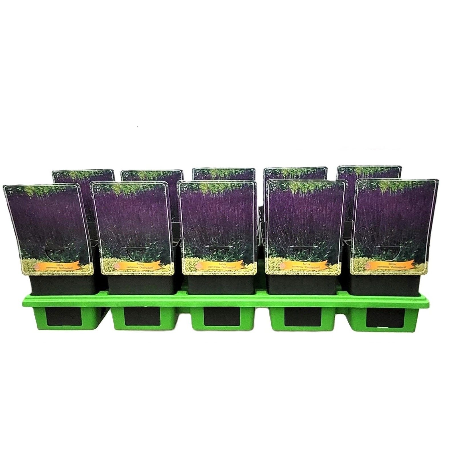 Salvia nemorosa 'Ostfriesland' P11, D 11 cm