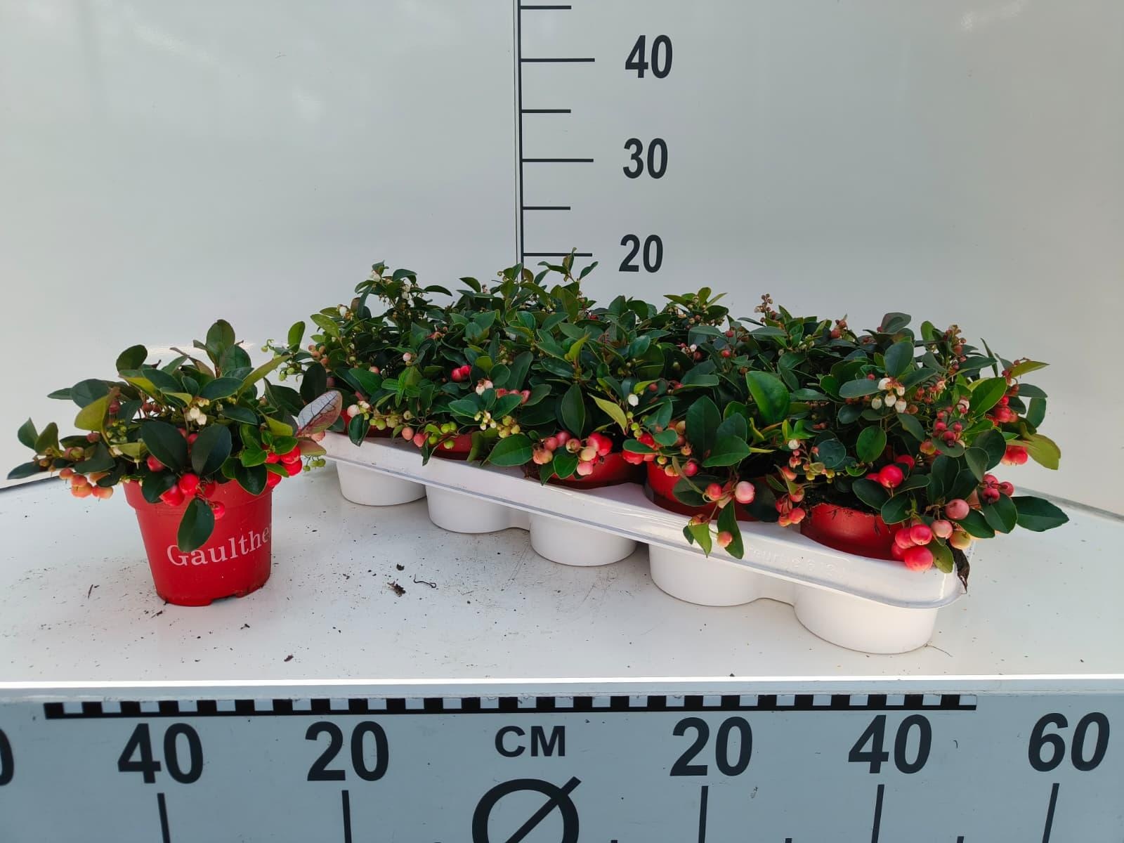Gaultheria overig Big Berry, D 10,5 cm Gaultheria overig Big Berry, D 10,5 cm