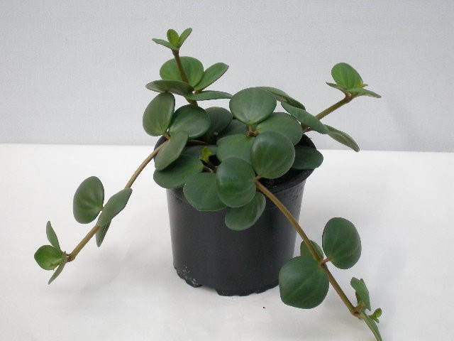 PEPEROMIA PECUNIFOLIA, D 11 cm PEPEROMIA PECUNIFOLIA, D 11 cm