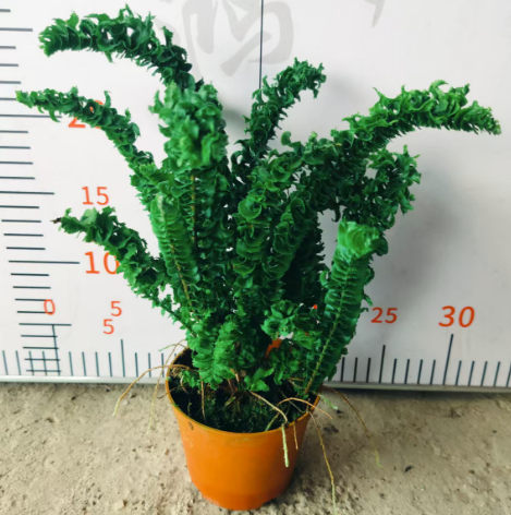 Блечнум ориентале Амина 10 30