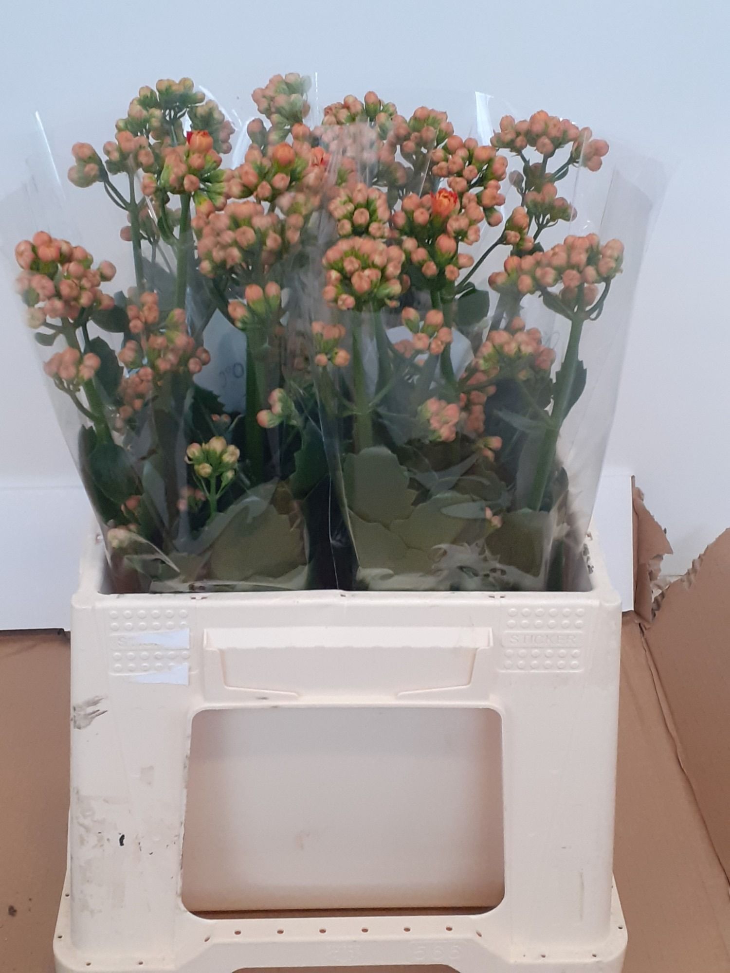 Каланхое Бриллиант Оранж Медоу 40, шт.