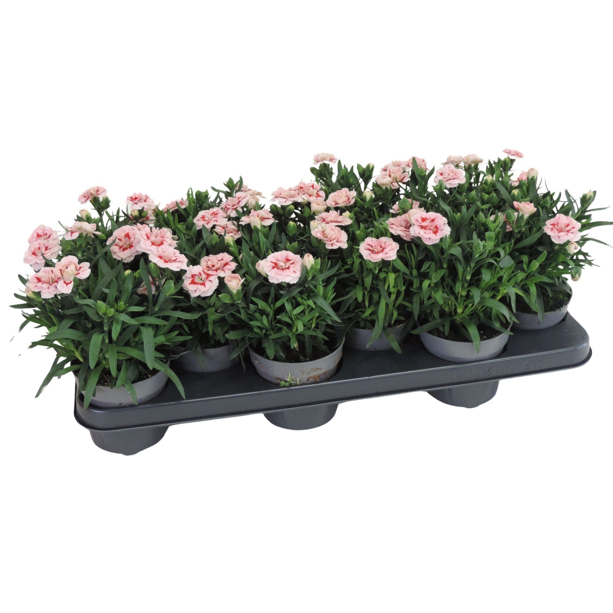 Dianthus Oscar Red Star 10.5 cm, D 10,5
