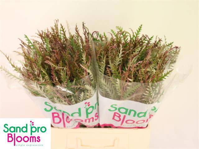 Гревиллея Айвенго Бронз 60, шт.