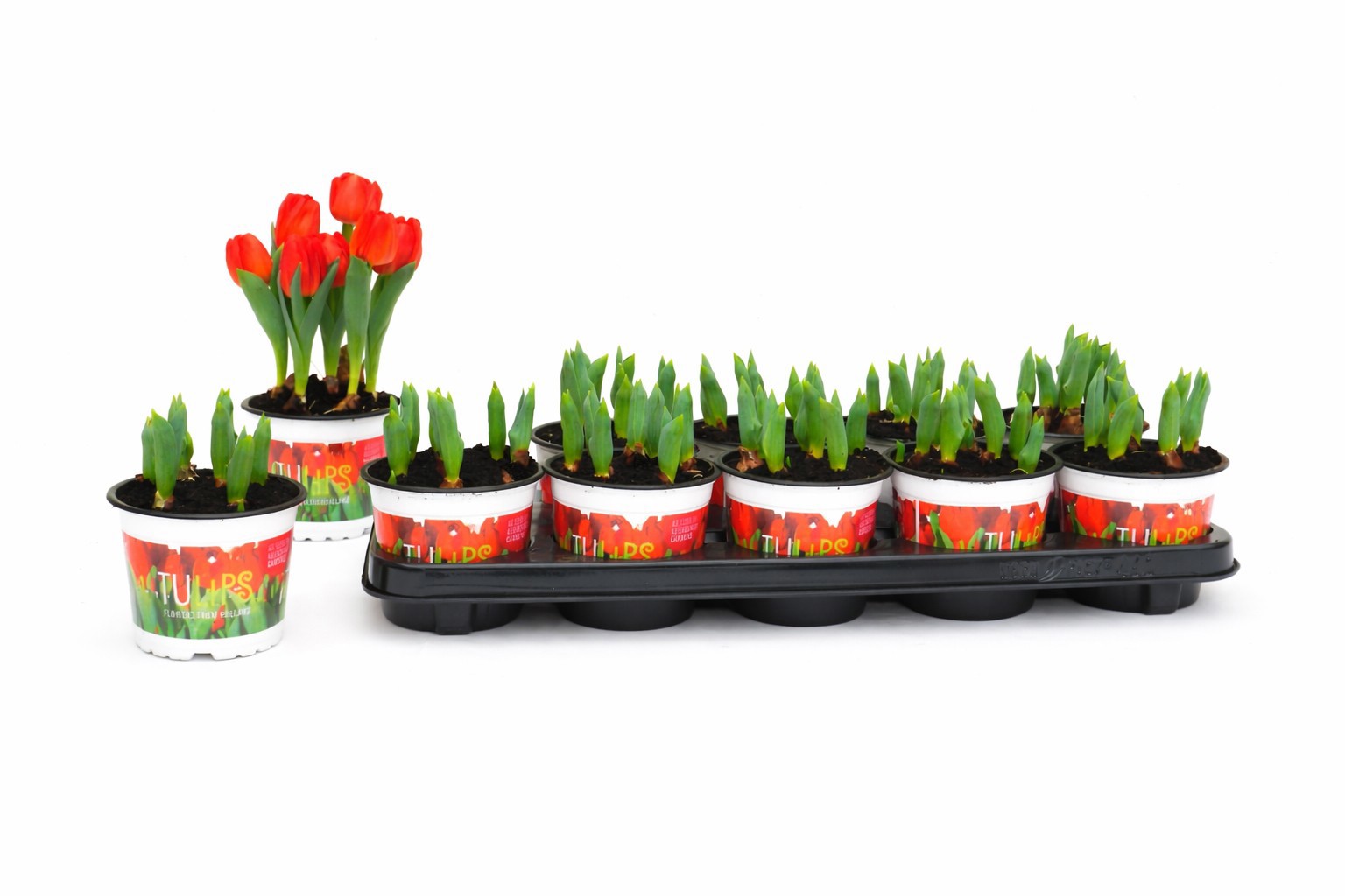Tulp Red Baby 12 cm, D 12